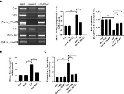 7-Hydroxycoumarin Attenuates Colistin-Induced Kidney Injury in Mice Through the Decreased Level of Histone Deacetylase 1 and the Activation of Nrf2 Signaling Pathway